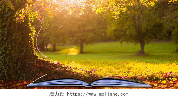 金色森林自然阳光温暖唯美书畅想展板背景书畅想背景